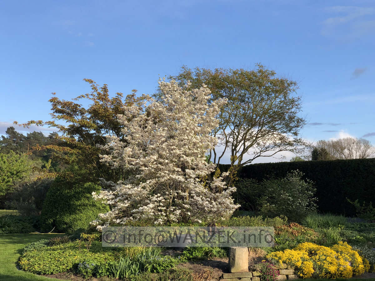 Cornus florida  02 Sol 02.JPG